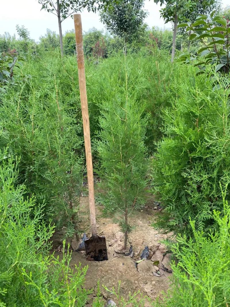 柏树苗1.5米1米侧柏50公分杯苗地苗货源充足