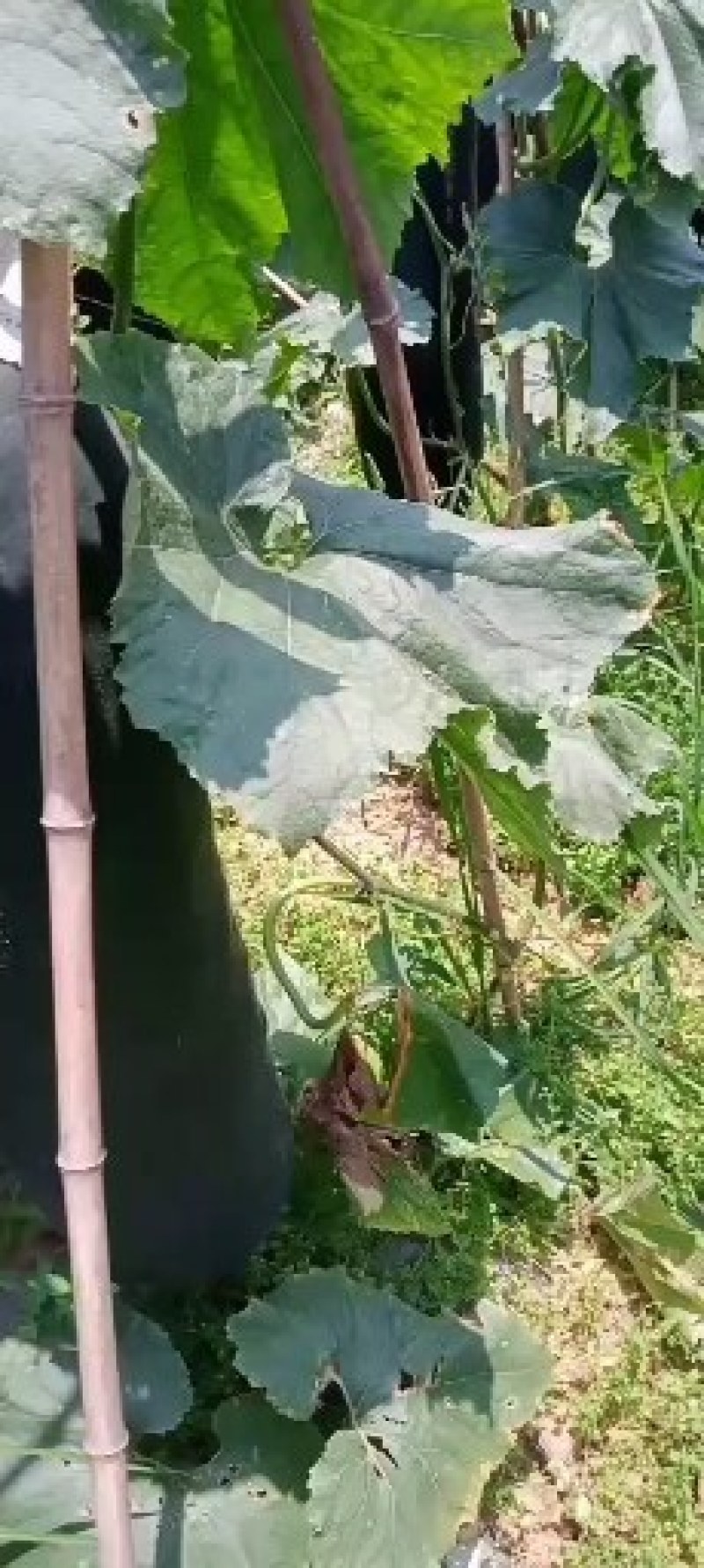 15斤起平均30斤左右的吊冬瓜，有货多，需要的老板速度点