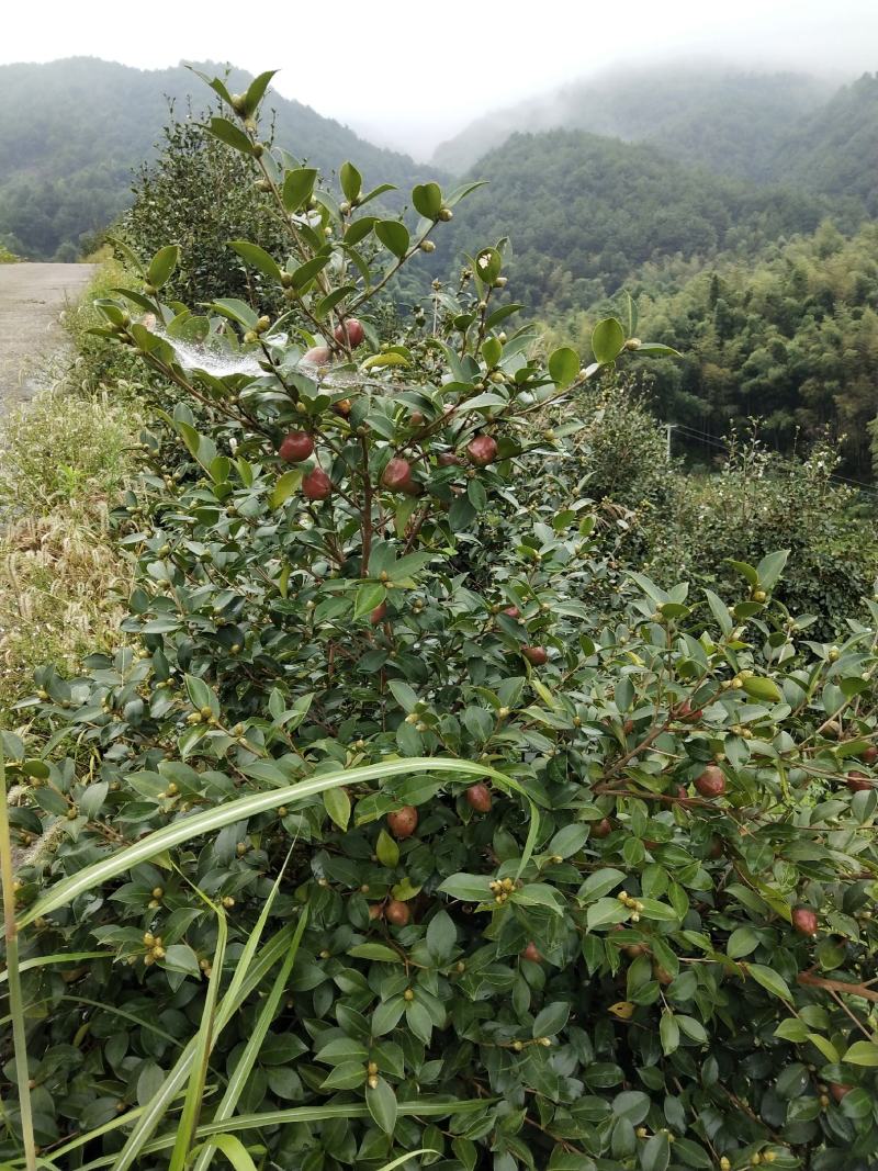 2021年油茶果10.23开始采摘