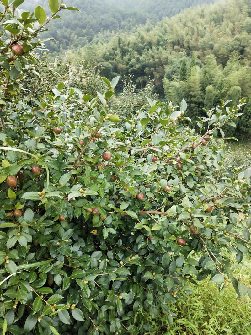 2021年油茶果10.23开始采摘