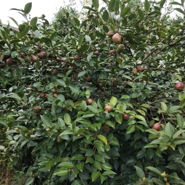 2021年油茶果10.23开始采摘