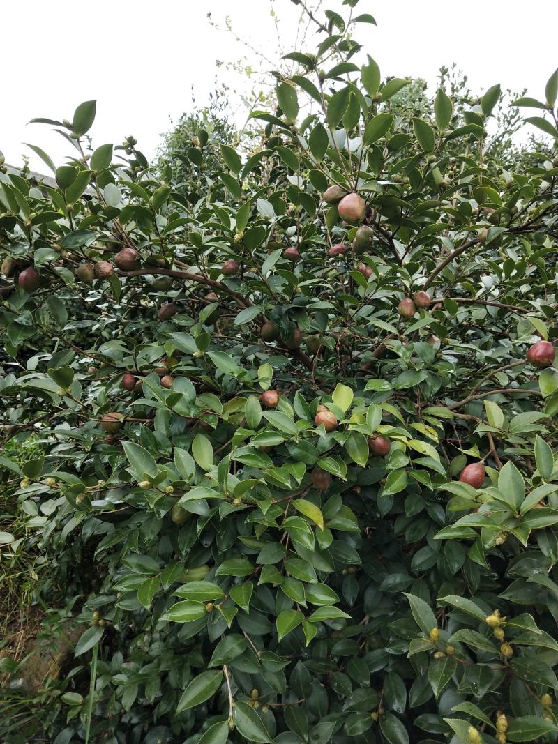 2021年油茶果10.23开始采摘