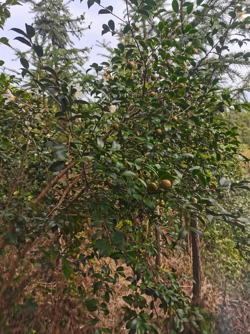 大别山野山茶籽，鲜果预订出售