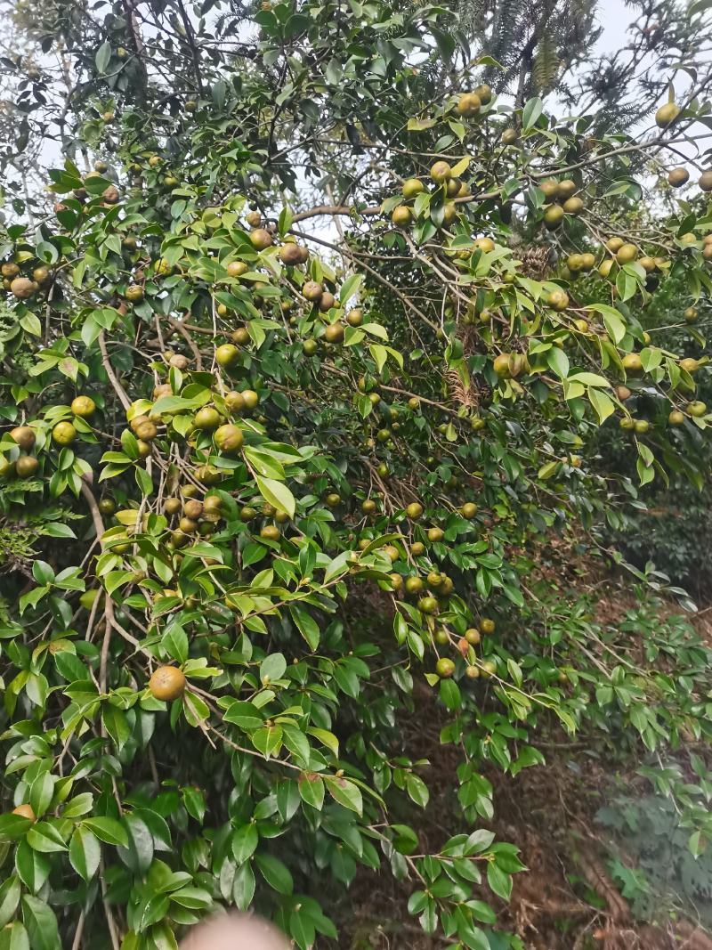 大别山野山茶籽，鲜果预订出售