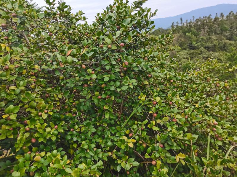 大别山野山茶籽，鲜果预订出售