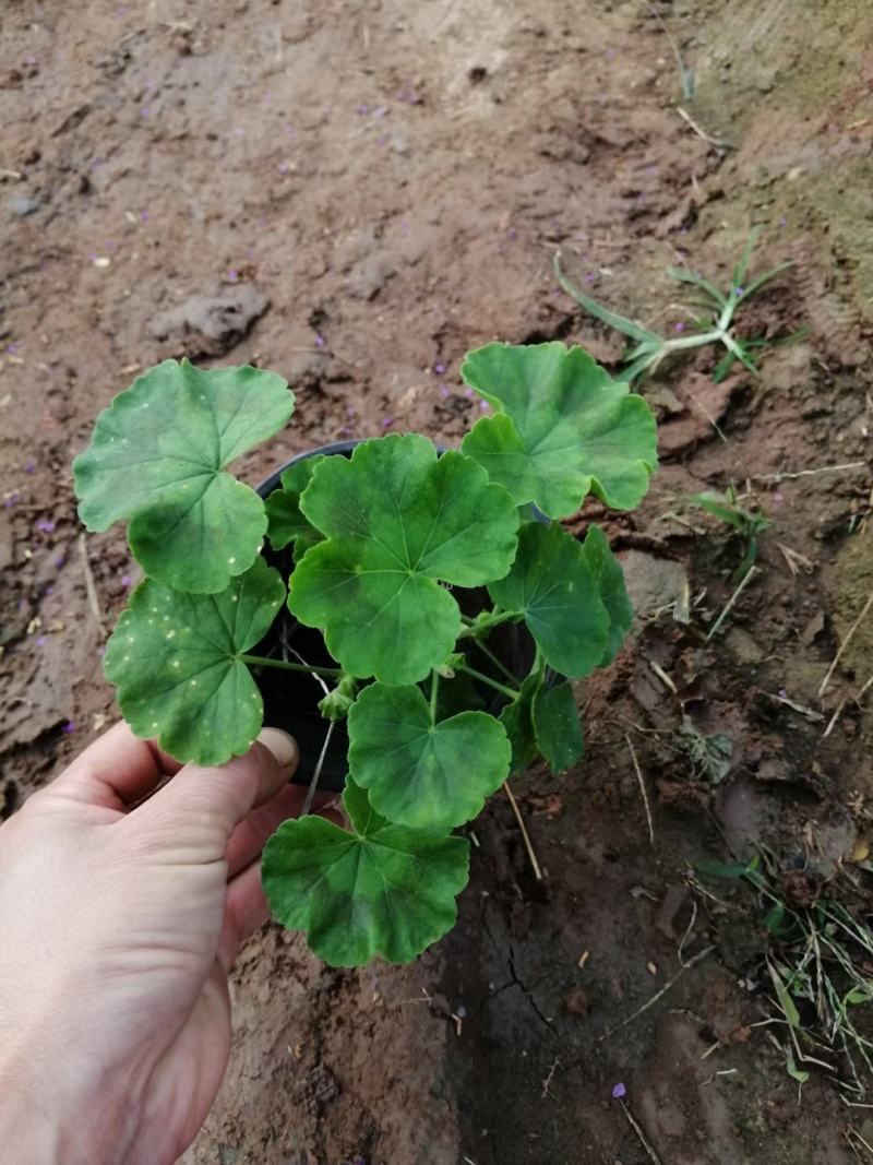 天竺葵自产自销一手货源电商淘宝价格便宜基地直发