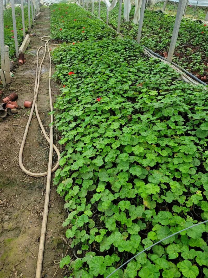 天竺葵自产自销一手货源电商淘宝价格便宜基地直发