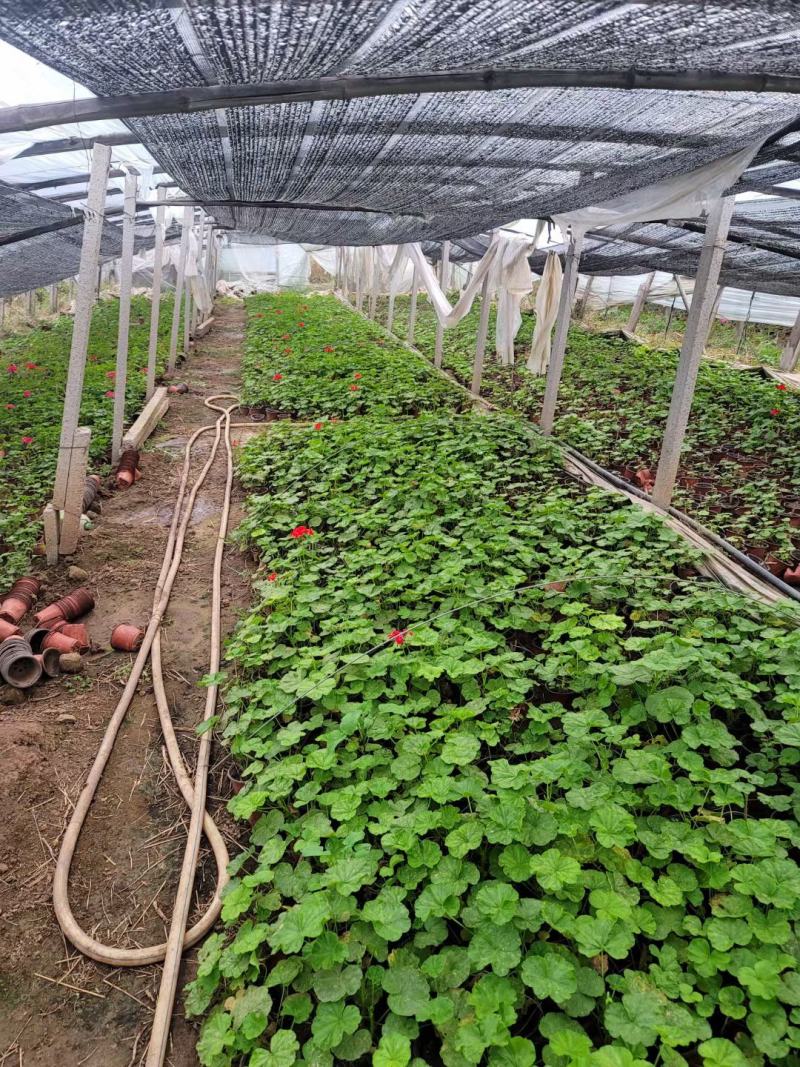 天竺葵自产自销一手货源电商淘宝价格便宜基地直发