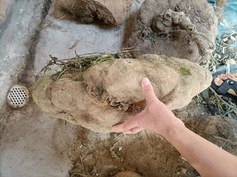 云南蛇莲。