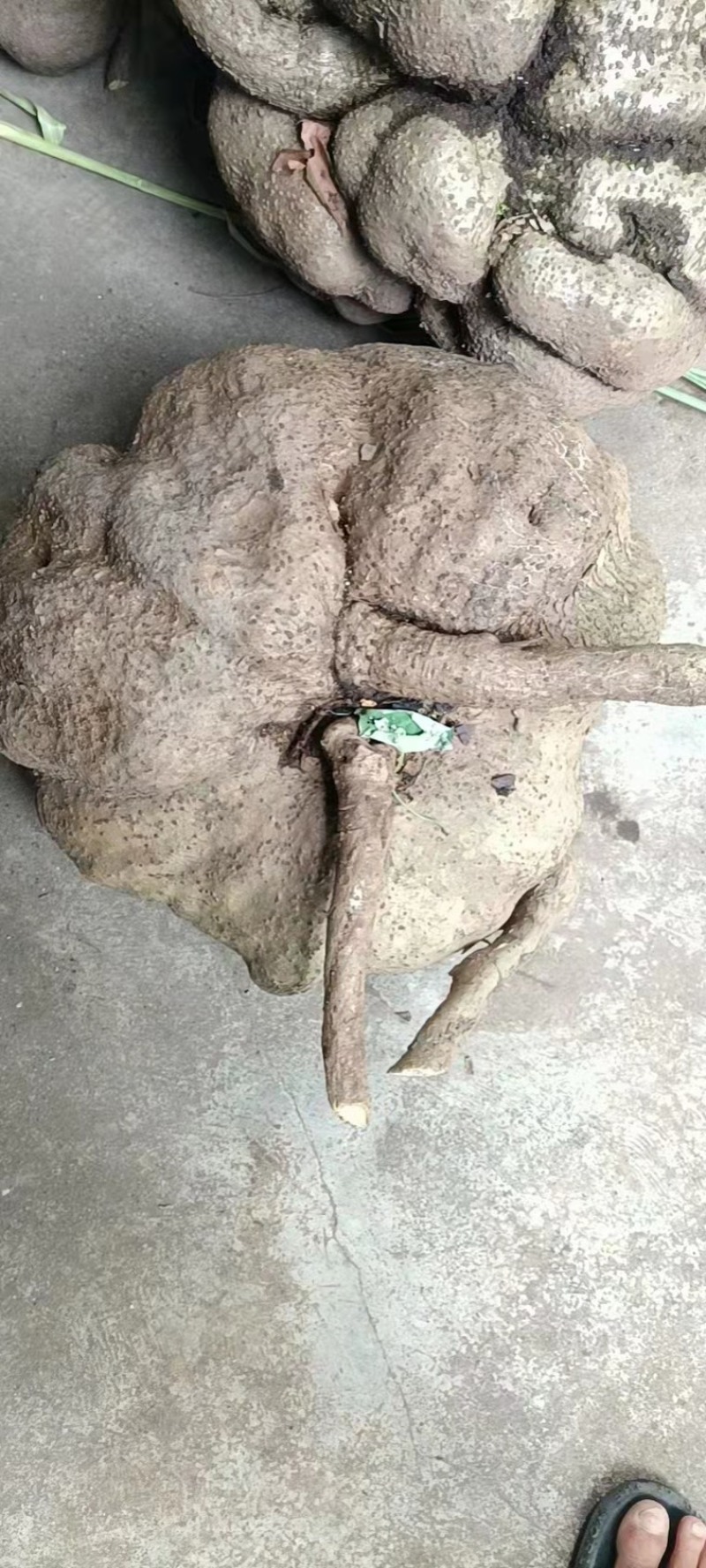 云南蛇莲。
