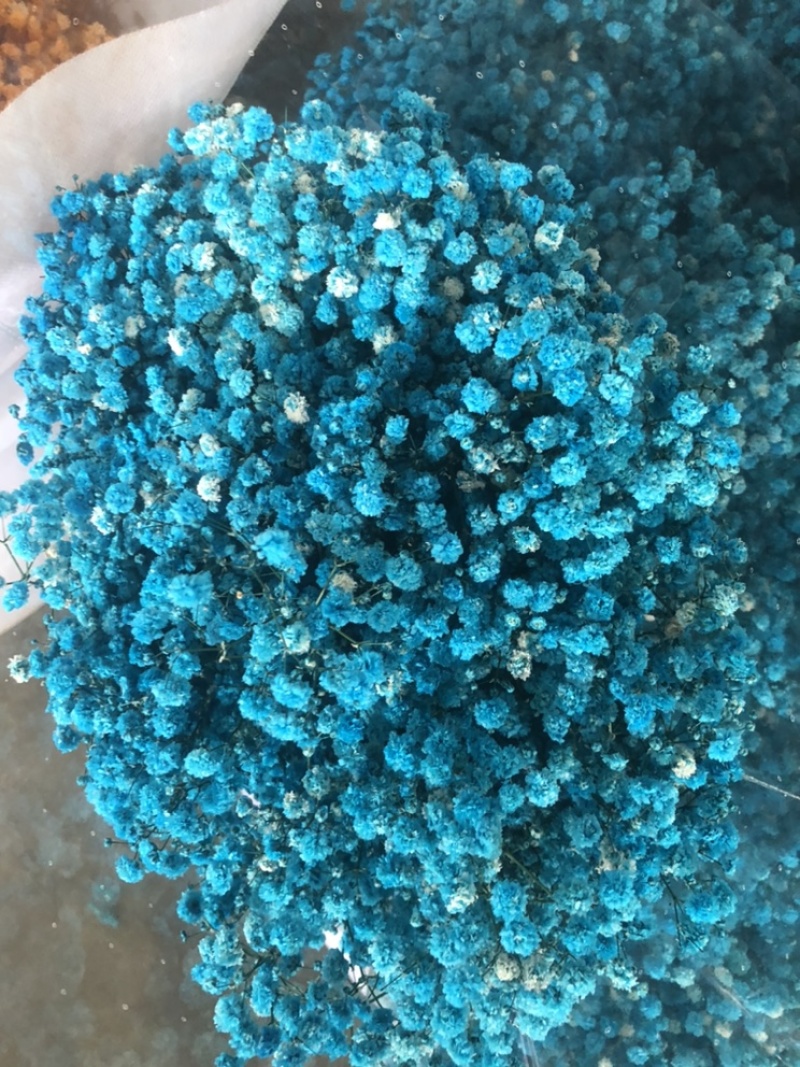 【满天星】鲜切花白色彩色齐全昆明鲜花基地直批新鲜包邮到家