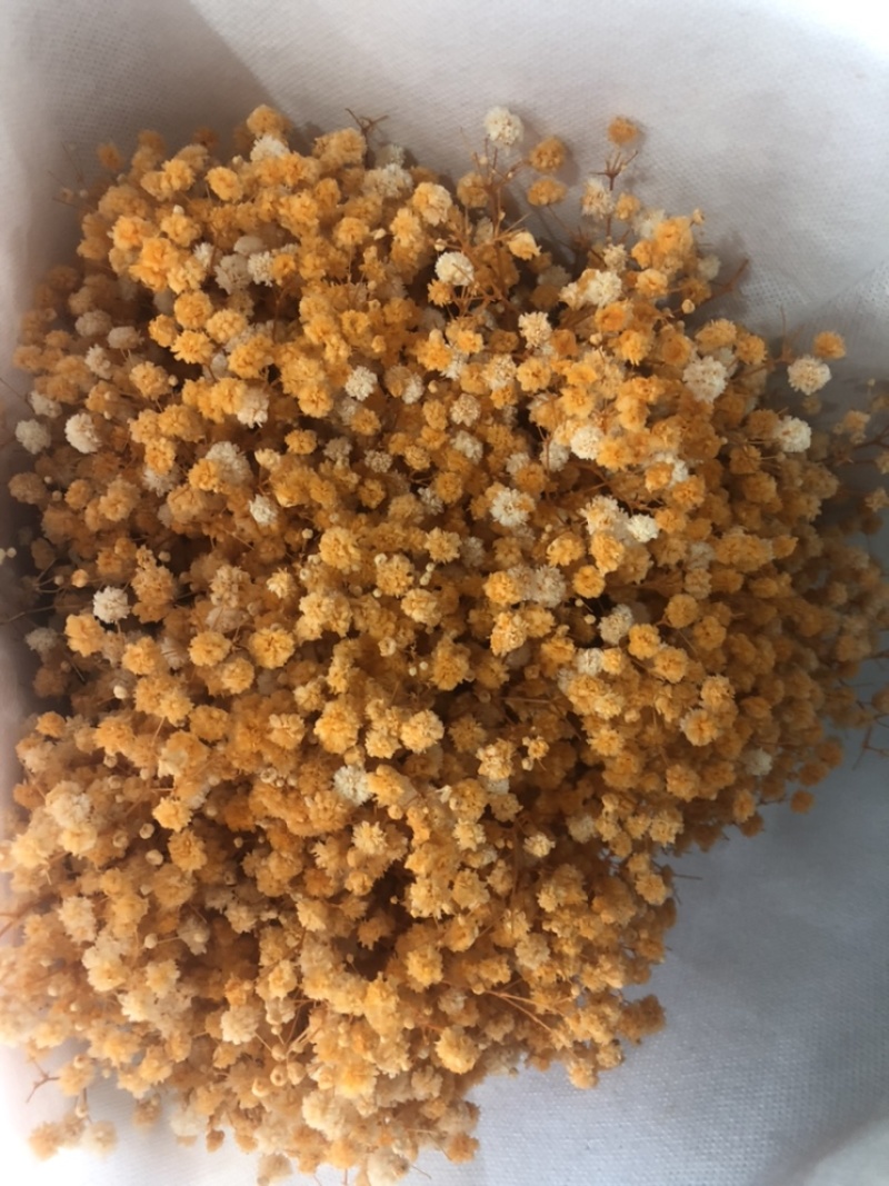 【满天星】鲜切花白色彩色齐全昆明鲜花基地直批新鲜包邮到家