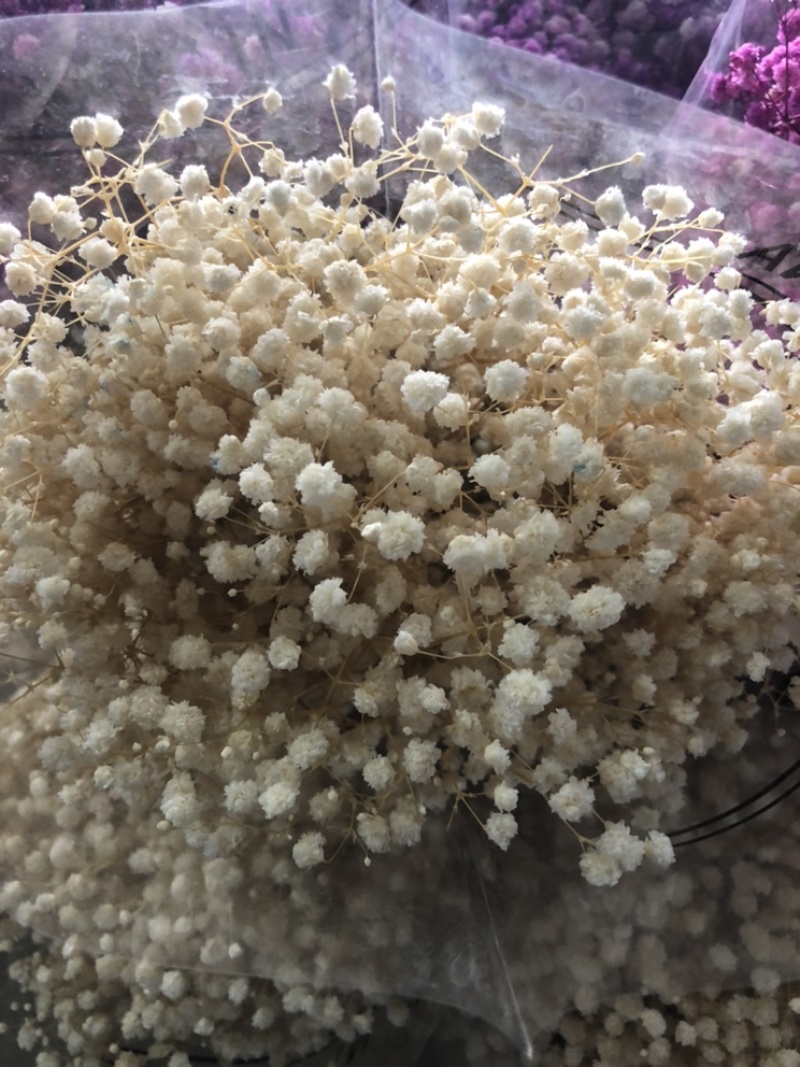 【满天星】鲜切花白色彩色齐全昆明鲜花基地直批新鲜包邮到家