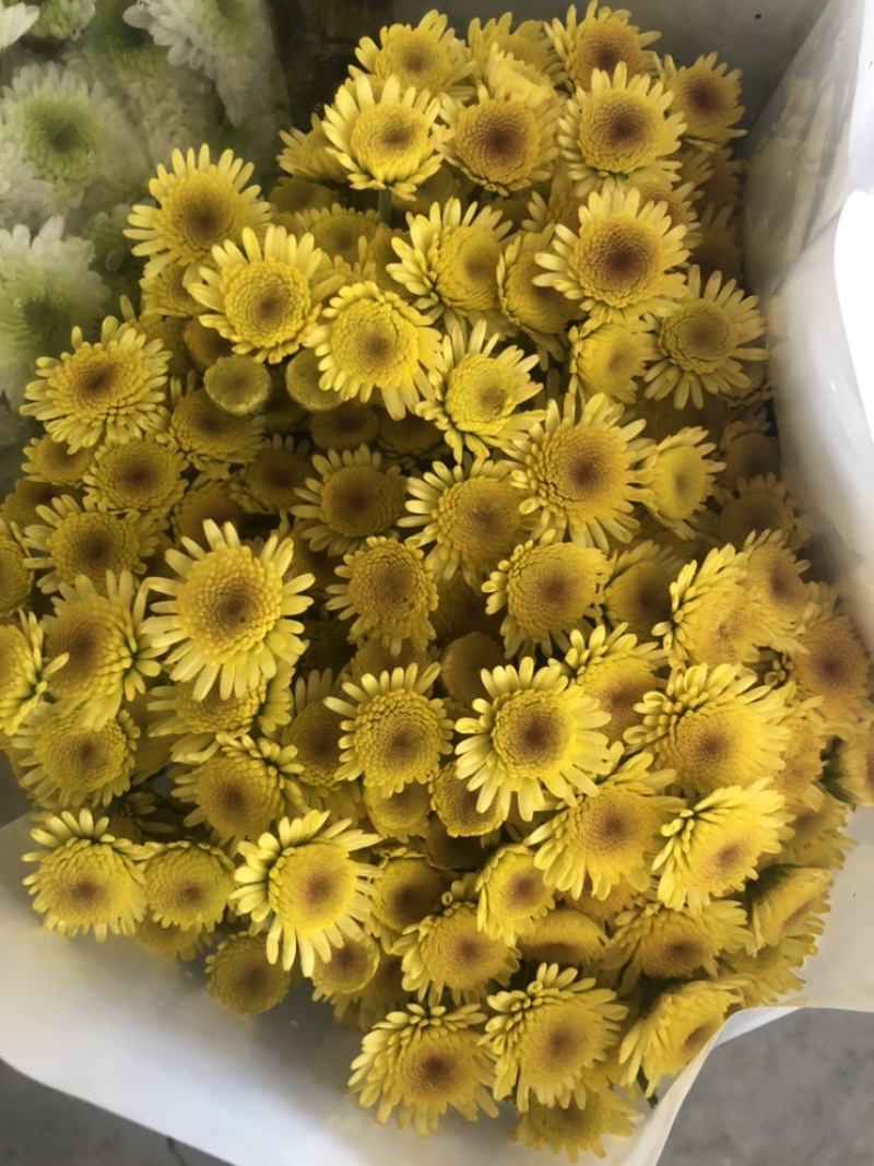 【雏菊】清明菊花昆明鲜花种植基地直批颜色齐全新鲜到家