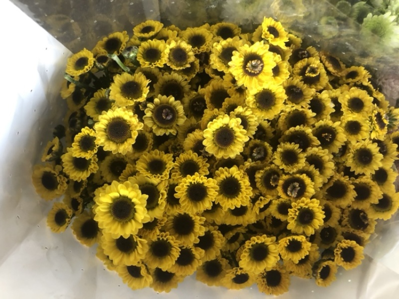 【雏菊】清明菊花昆明鲜花种植基地直批颜色齐全新鲜到家