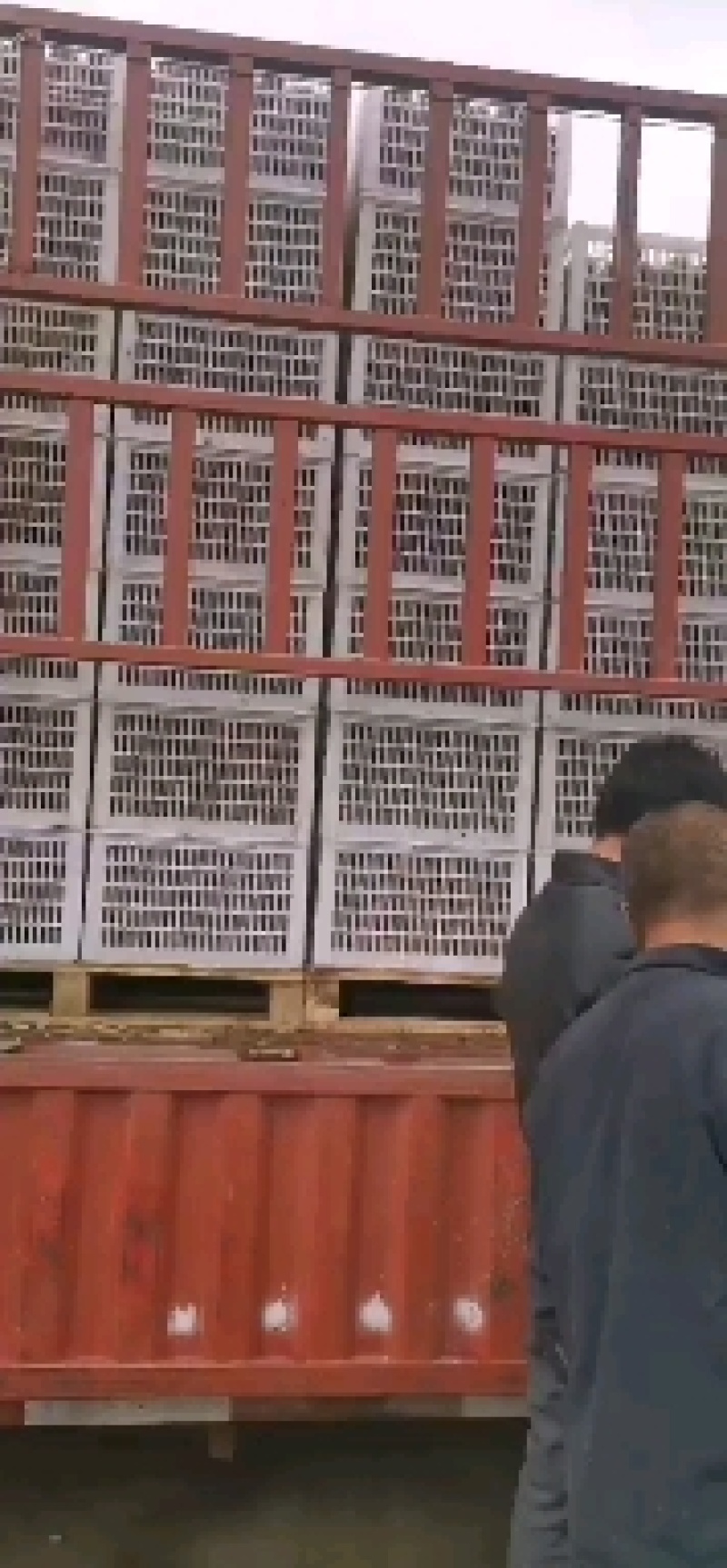 太白山优生区优质徐香妳猴桃
