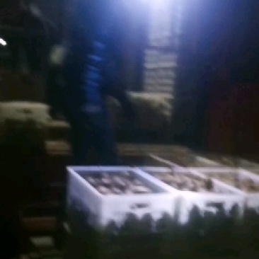 太白山优生区优质徐香妳猴桃