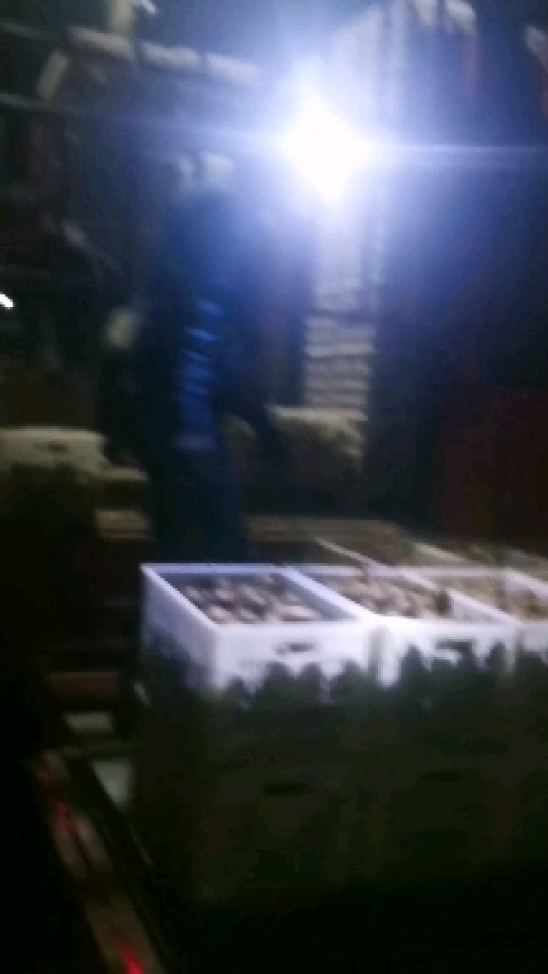 太白山优生区优质徐香妳猴桃
