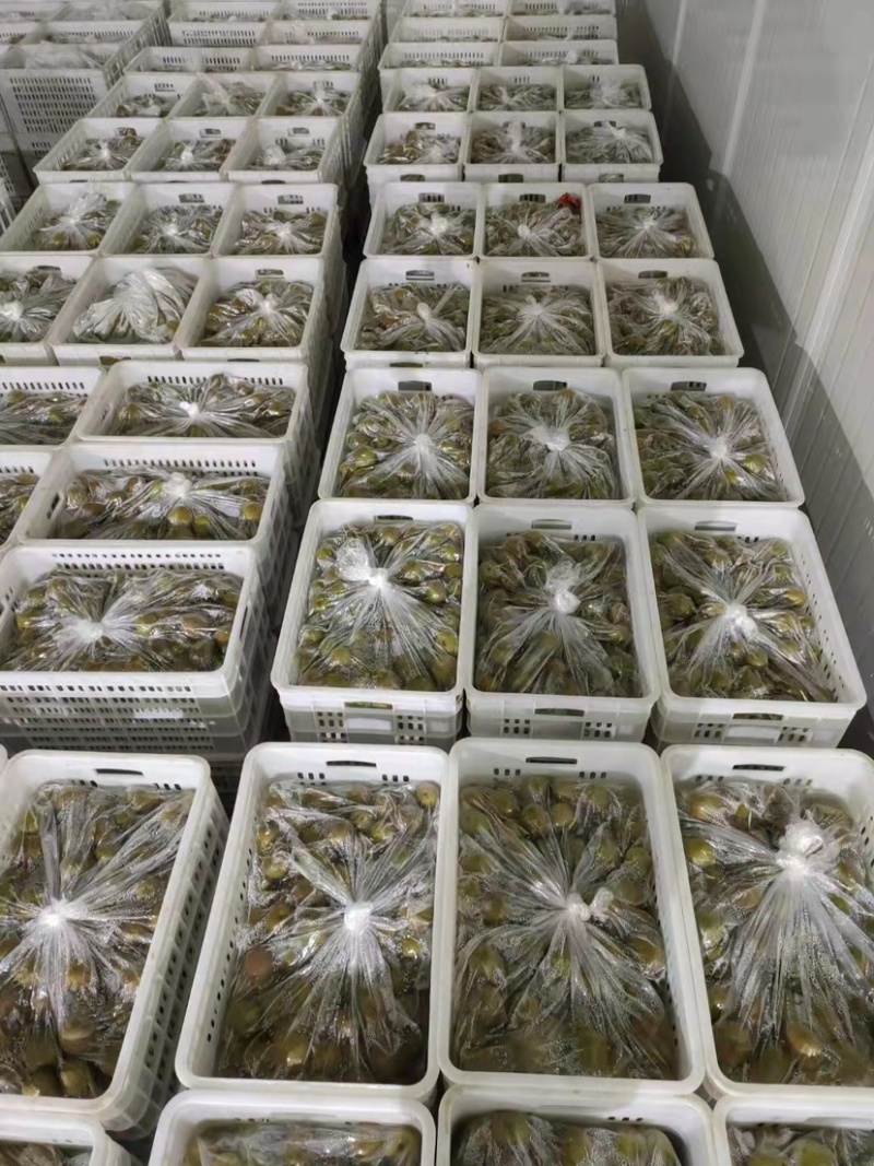 蒲江红心猕猴桃市场货7-99-11