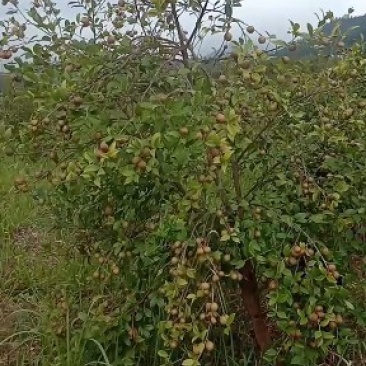 油茶鲜果