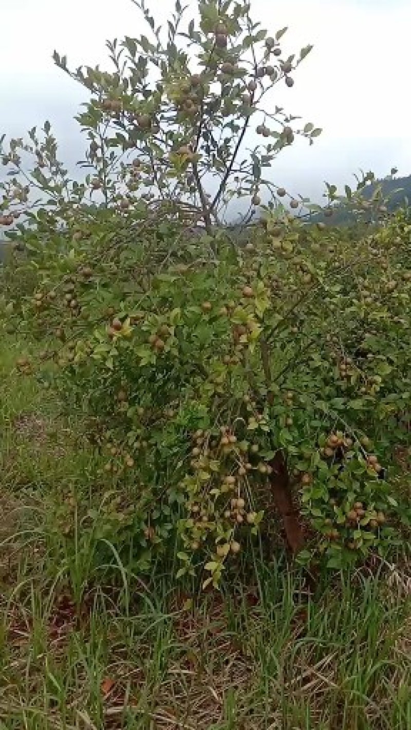 油茶鲜果