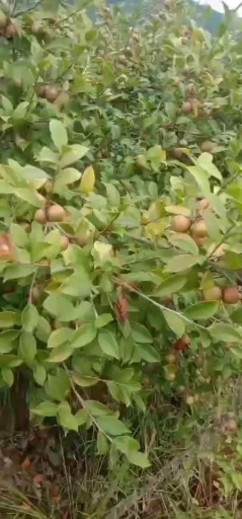 油茶鲜果