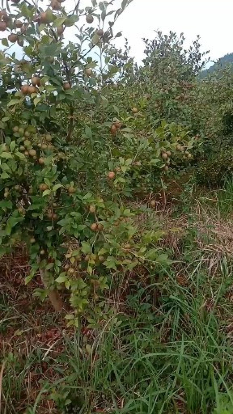 油茶鲜果