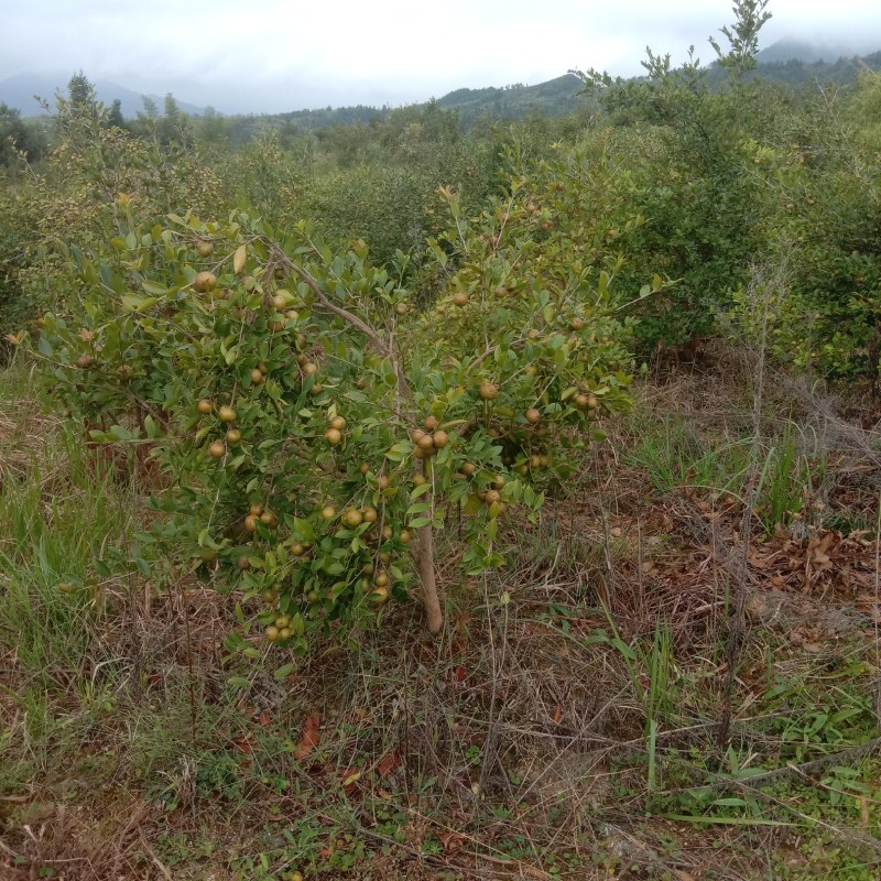 油茶鲜果