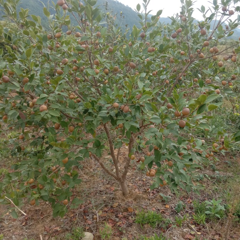 油茶鲜果