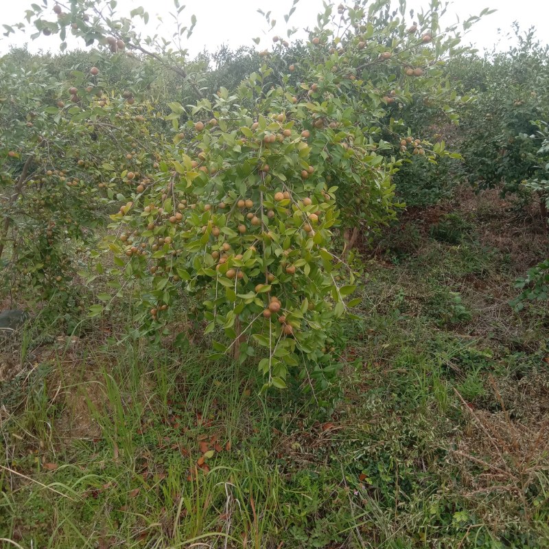 油茶鲜果