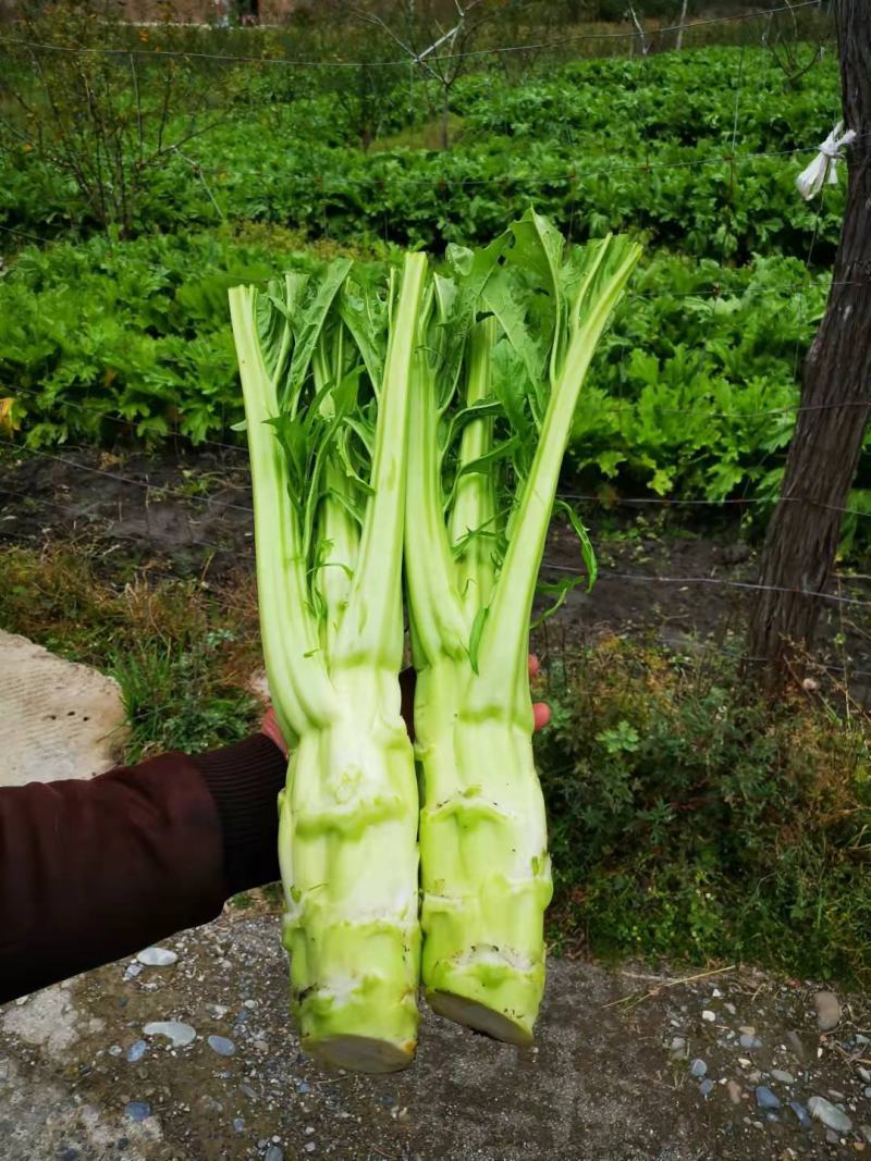 大量出售精品棒菜，欢迎客商来采购