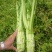 大量出售精品棒菜，欢迎客商来采购