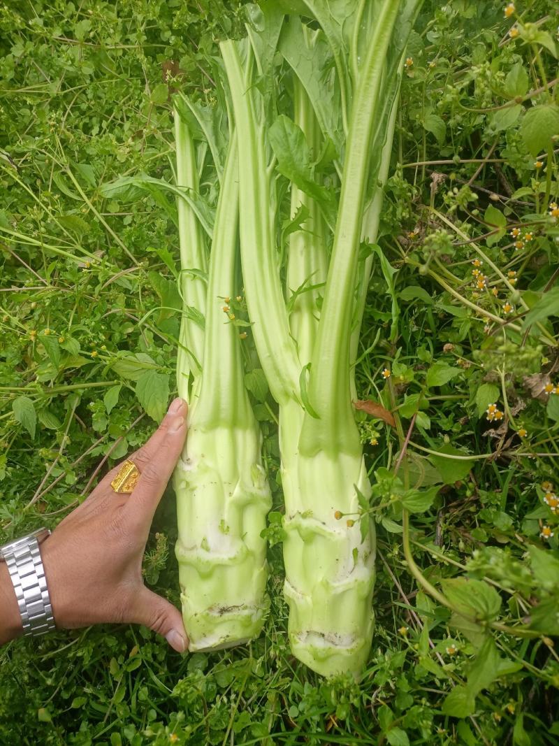 大量出售精品棒菜，欢迎客商来采购