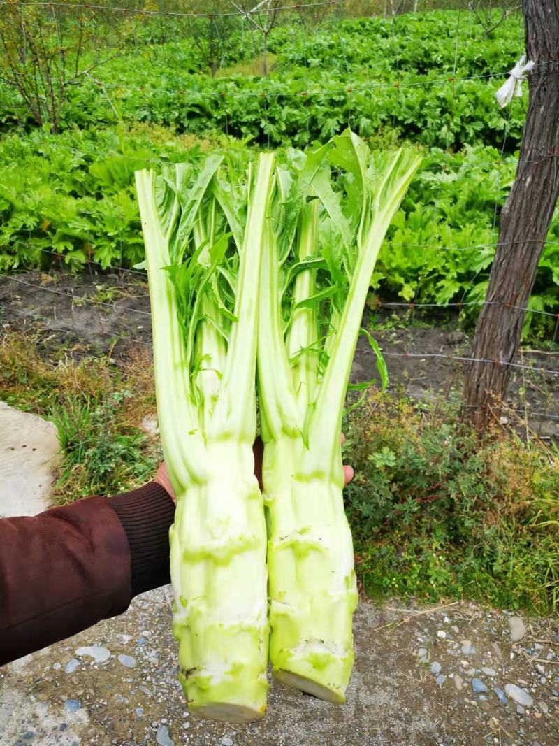 大量出售精品棒菜，欢迎客商来采购