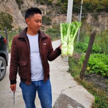 大量出售精品棒菜，欢迎客商来采购