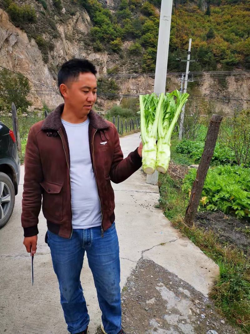 大量出售精品棒菜，欢迎客商来采购