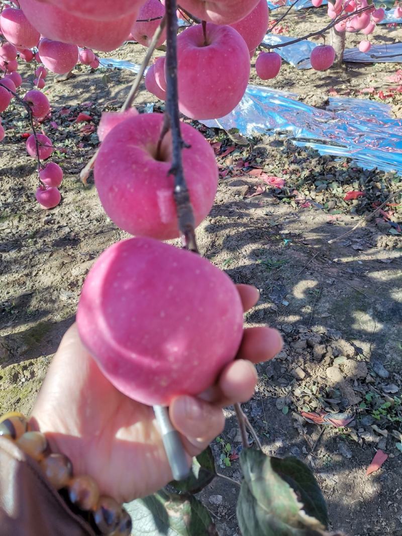 瓦房店红富士苹果80～90产地直发欢迎咨询诚信为本