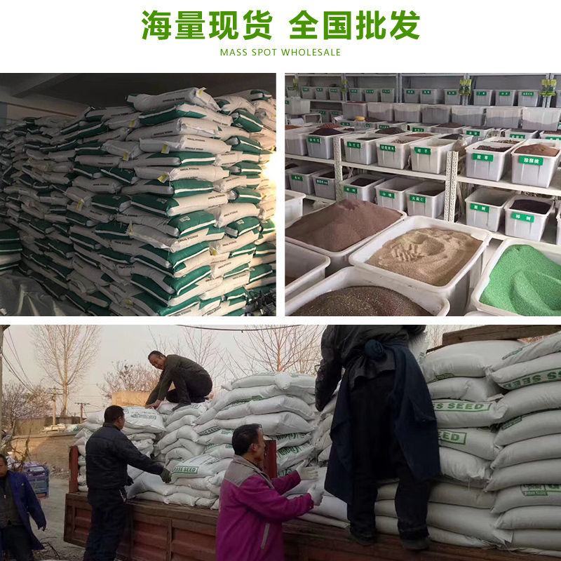 护坡草籽绿化狗牙根草坪种子高羊茅草籽马尼拉四季常青草种籽