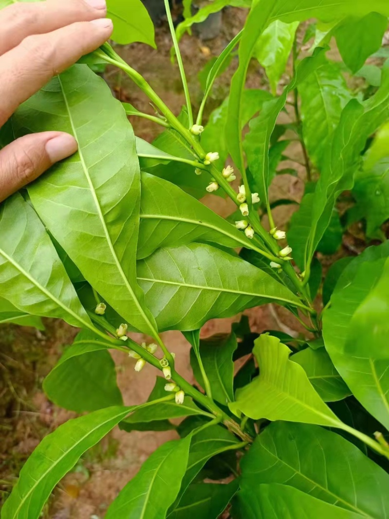冬蜜黄晶果苗基地批发黄金果树苗盆栽庭院种植包邮