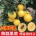 冬蜜黄晶果苗基地批发黄金果树苗盆栽庭院种植包邮
