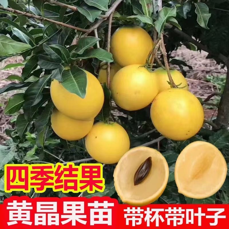 冬蜜黄晶果苗基地批发黄金果树苗盆栽庭院种植包邮