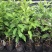 冬蜜黄晶果苗基地批发黄金果树苗盆栽庭院种植包邮
