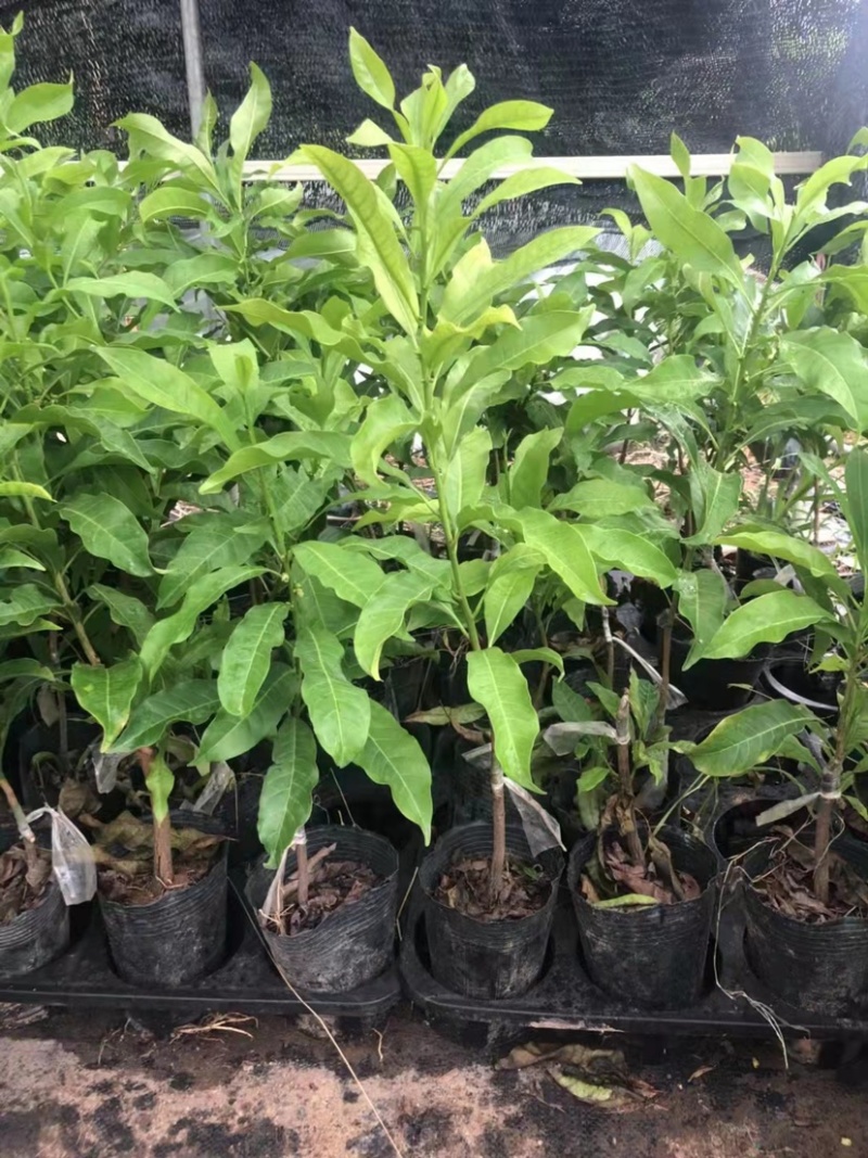 冬蜜黄晶果苗基地批发黄金果树苗盆栽庭院种植包邮