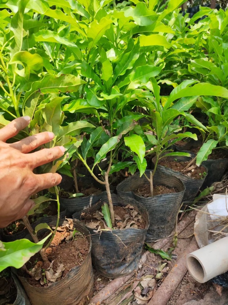 冬蜜黄晶果苗基地批发黄金果树苗盆栽庭院种植包邮