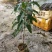 冬蜜黄晶果苗基地批发黄金果树苗盆栽庭院种植包邮