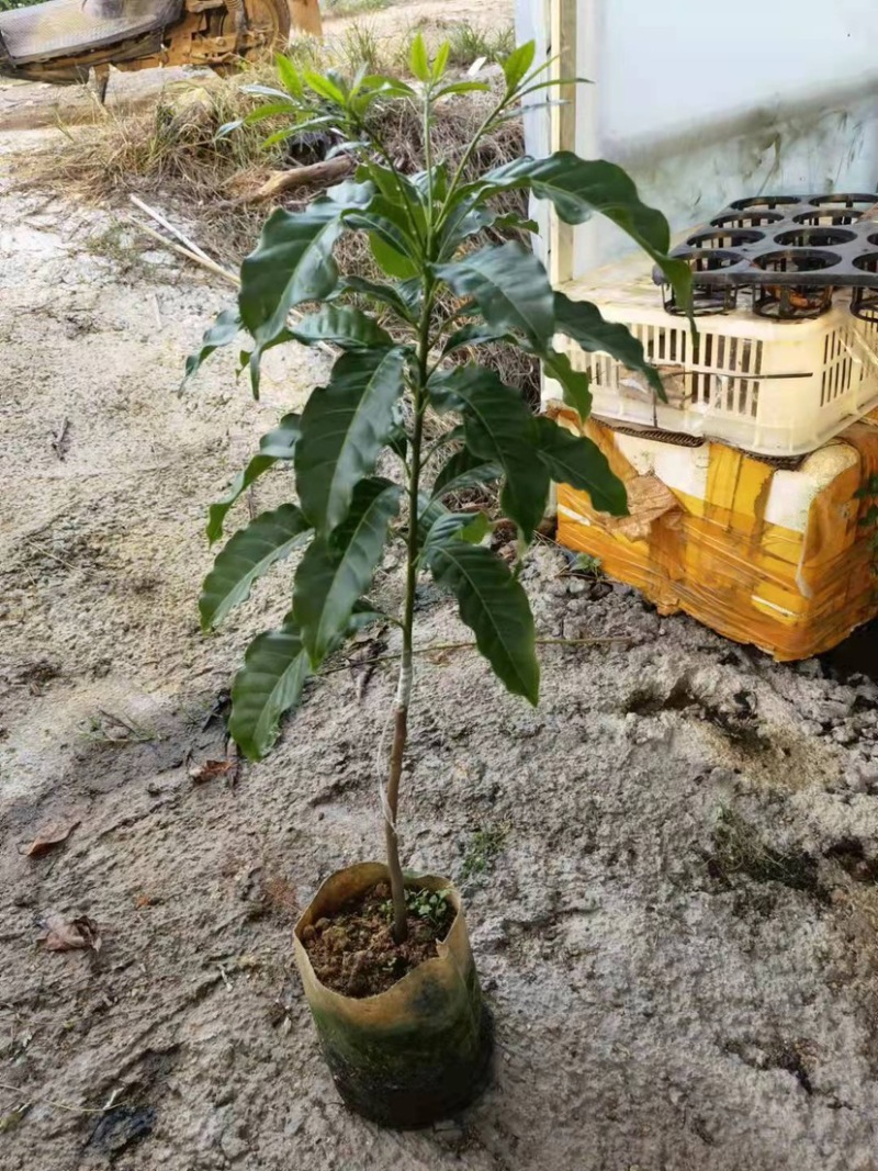 冬蜜黄晶果苗基地批发黄金果树苗盆栽庭院种植包邮