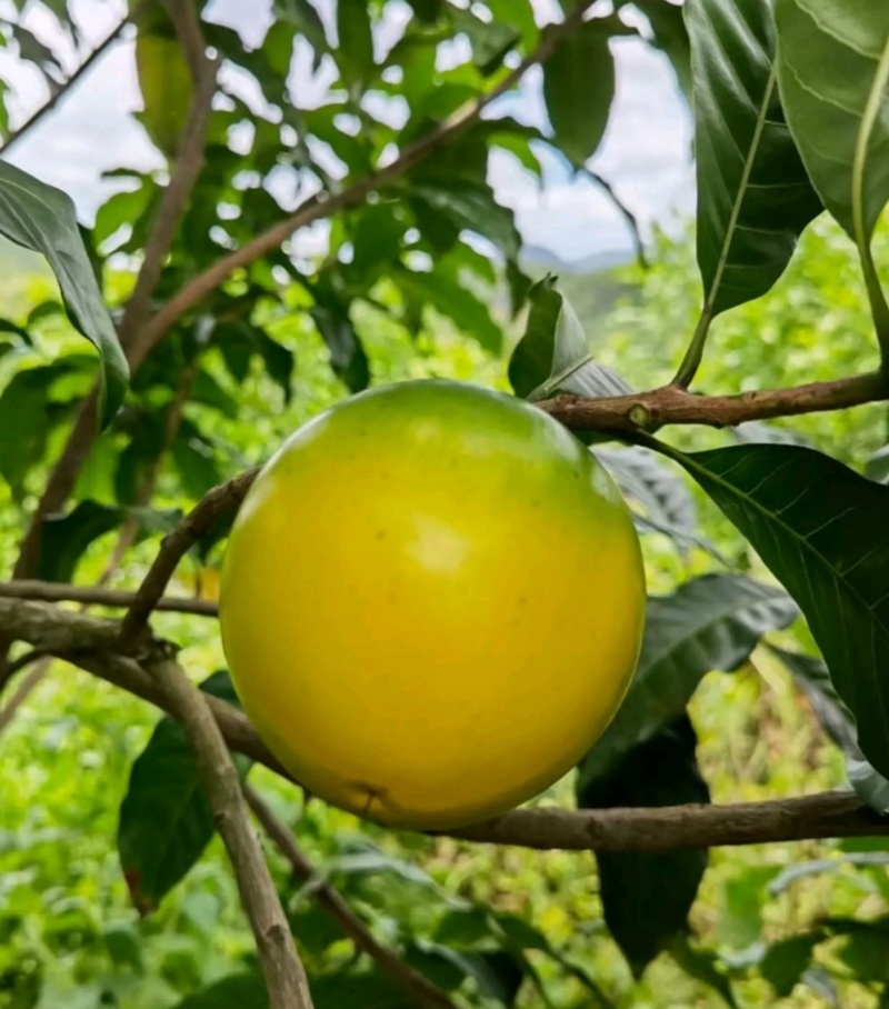 冬蜜黄晶果苗基地批发黄金果树苗盆栽庭院种植包邮