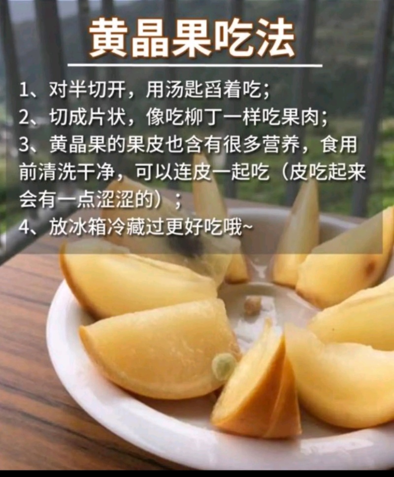 冬蜜黄晶果苗基地批发黄金果树苗盆栽庭院种植包邮