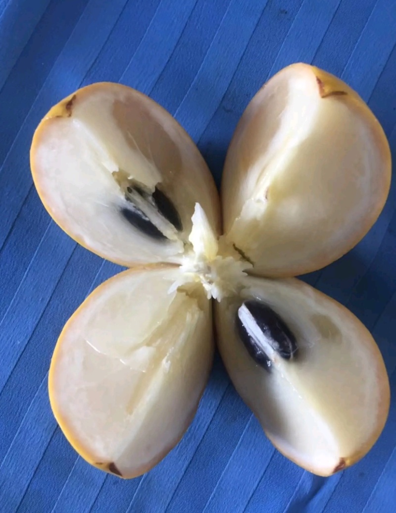 冬蜜黄晶果苗基地批发黄金果树苗盆栽庭院种植包邮
