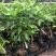 冬蜜黄晶果苗基地批发黄金果树苗盆栽庭院种植包邮